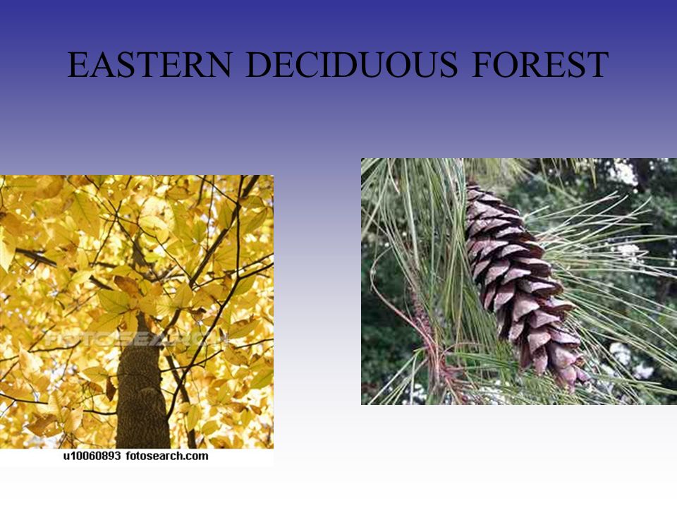 EASTERN DECIDUOUS FOREST
