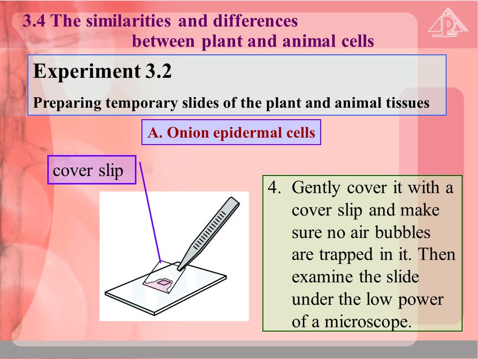  Discovery of cells (Extension)  Microscope (Extension)  Basic  structure of a cell  The similarities and differences between plant and  animal. - ppt download