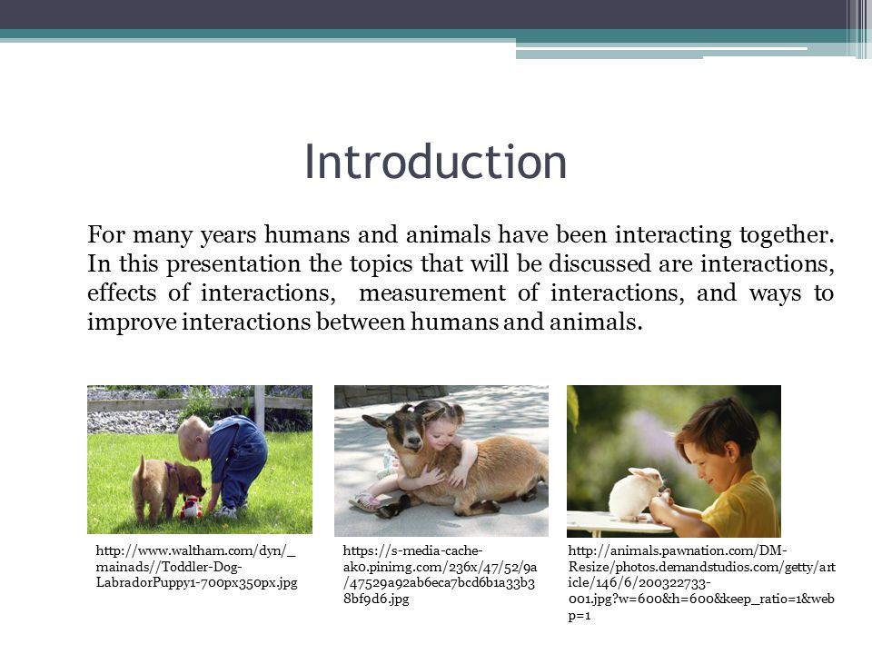 Benefits of Human and Animal Contact Animal Welfare and Ethics VETE 4313  Michelle Hervey, LVT 04/09/ ppt download
