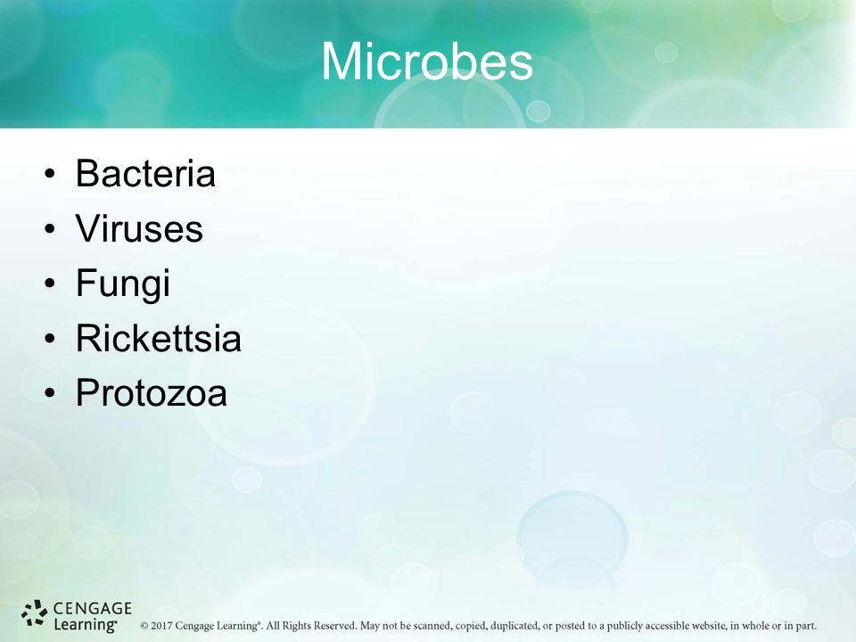 Microbes Bacteria Viruses Fungi Rickettsia Protozoa