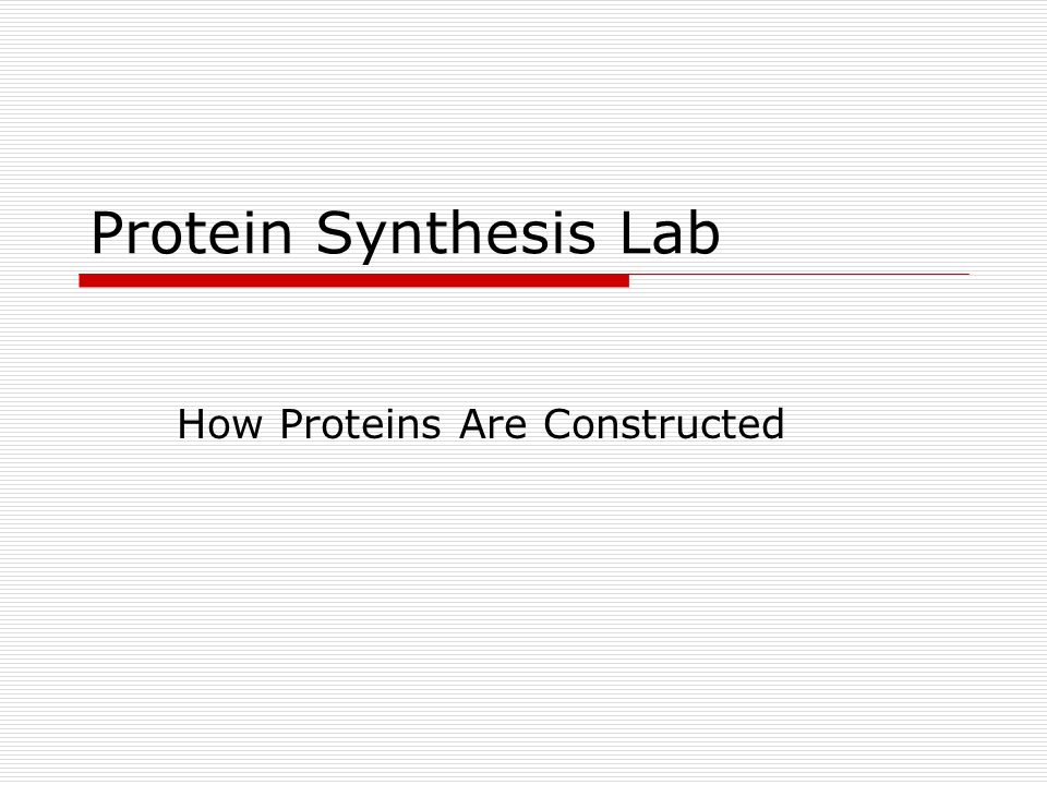 Protein Synthesis Lab How Proteins Are Constructed