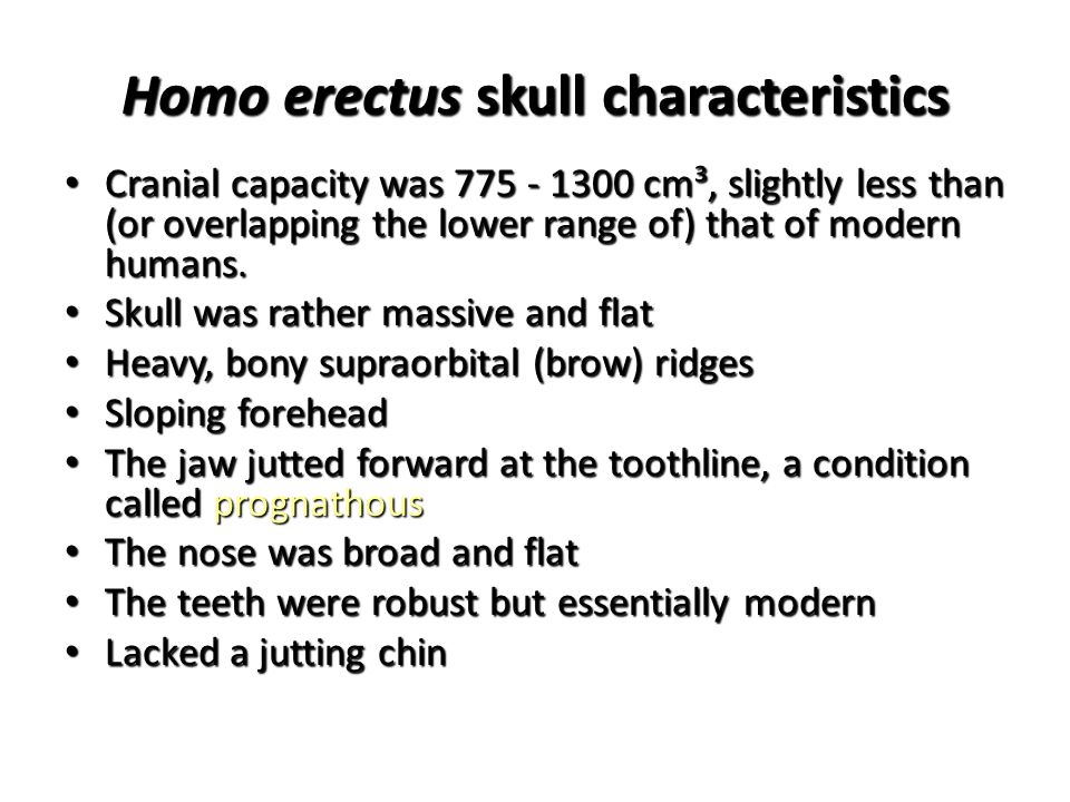 homo erectus traits