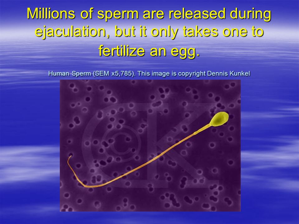 Millions of sperm are released during ejaculation, but it only takes one to fertilize an egg.