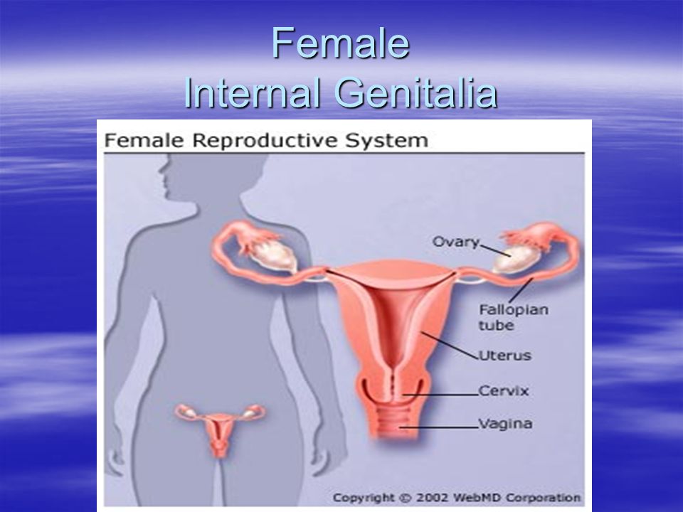 Female Internal Genitalia