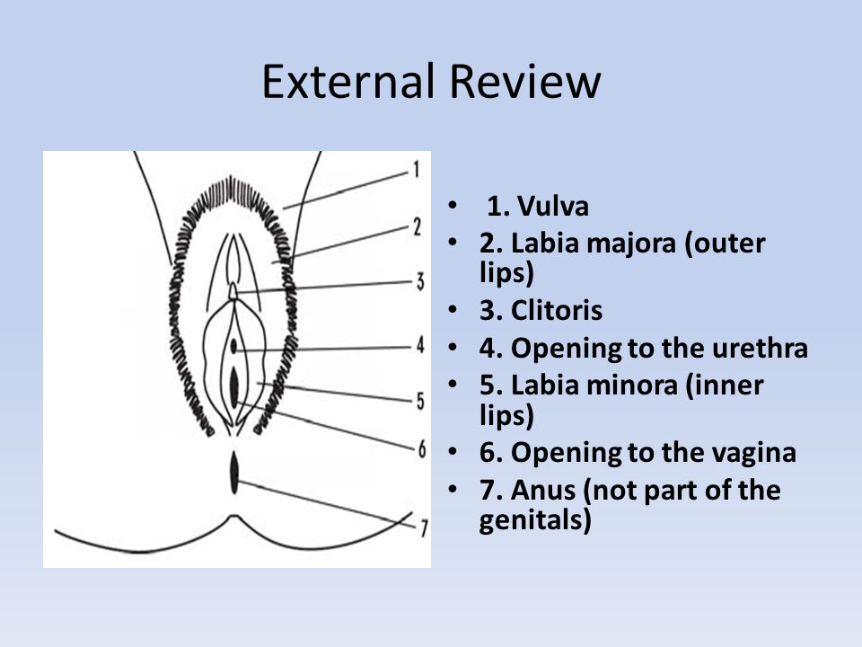 External Review 1. Vulva 2. Labia majora (outer lips) 3. 