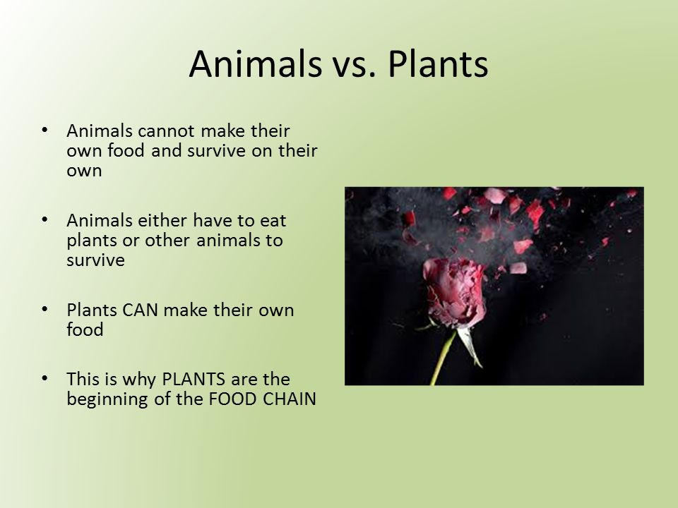 Photosynthesis & Respiration Energy for Plants & Animals. - ppt download