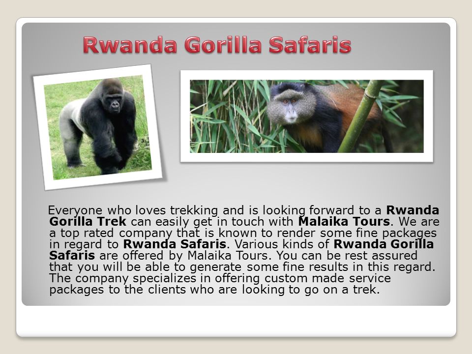 Everyone who loves trekking and is looking forward to a Rwanda Gorilla Trek can easily get in touch with Malaika Tours.