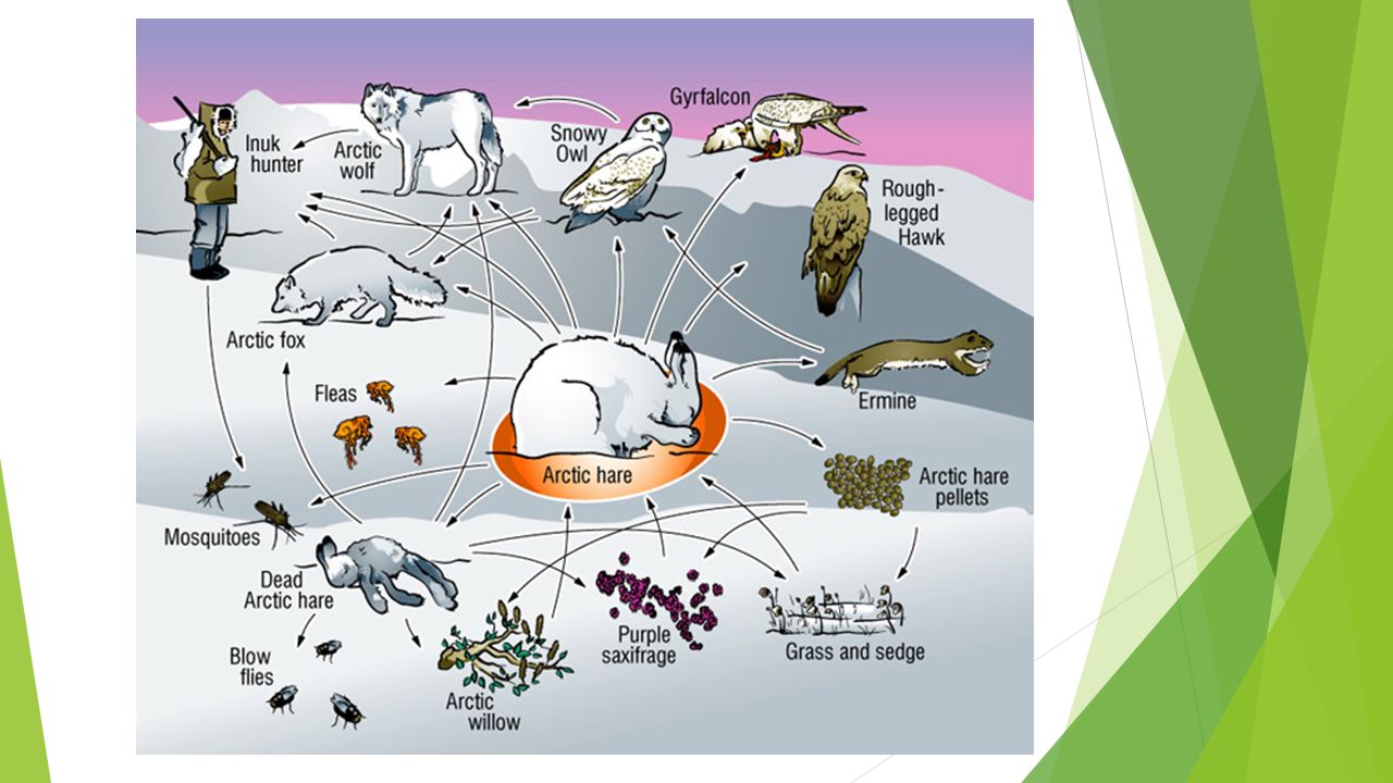 Пищевая сеть биогеоценоза в тундре. Трофические связи тундра. Пищевая сеть экосистемы тундры. Пищевая сеть тундры схема. Трофические связи схема пищевых связей.