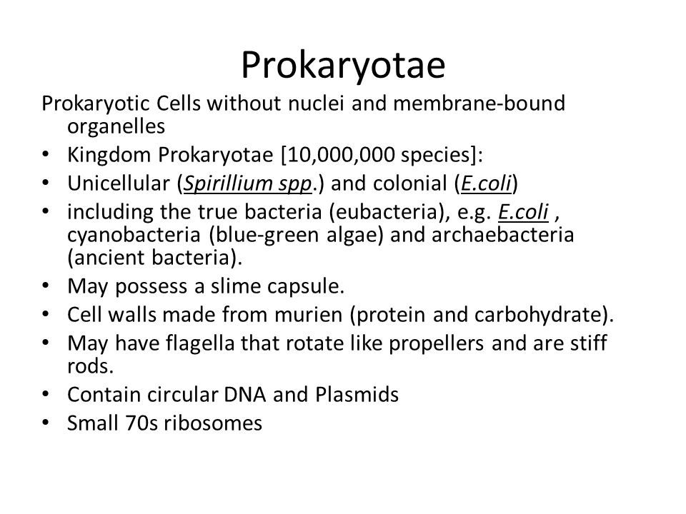 characteristics of kingdom prokaryotae