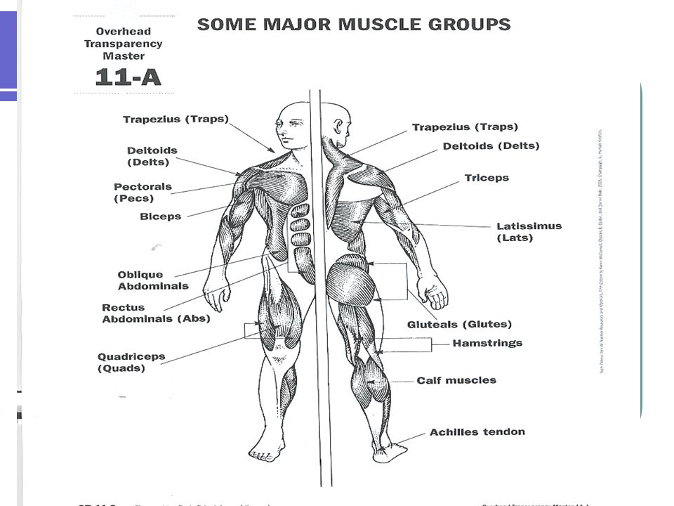 Chapter 11 Notes Muscle Fitness Muscle Fitness Basics Two Health Related Parts 1 Muscular Strength 2 Muscular Endurance Muscular Strength Is The Amount Ppt Download