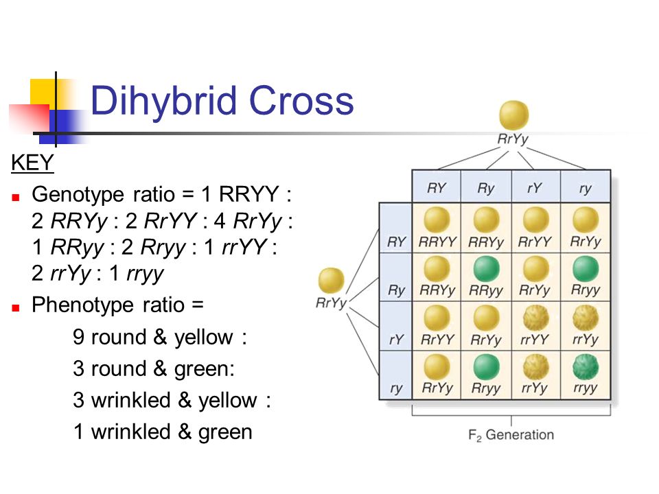 Dihybrid Cross KEY Genotype ratio = 1 RRYY : 2 RRYy : 2 RrYY : 4 RrYy : 1 R...