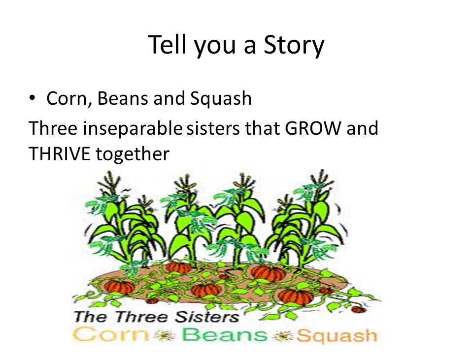 A Scientist With A Three Sisters Garden Organic Vs Non Organic