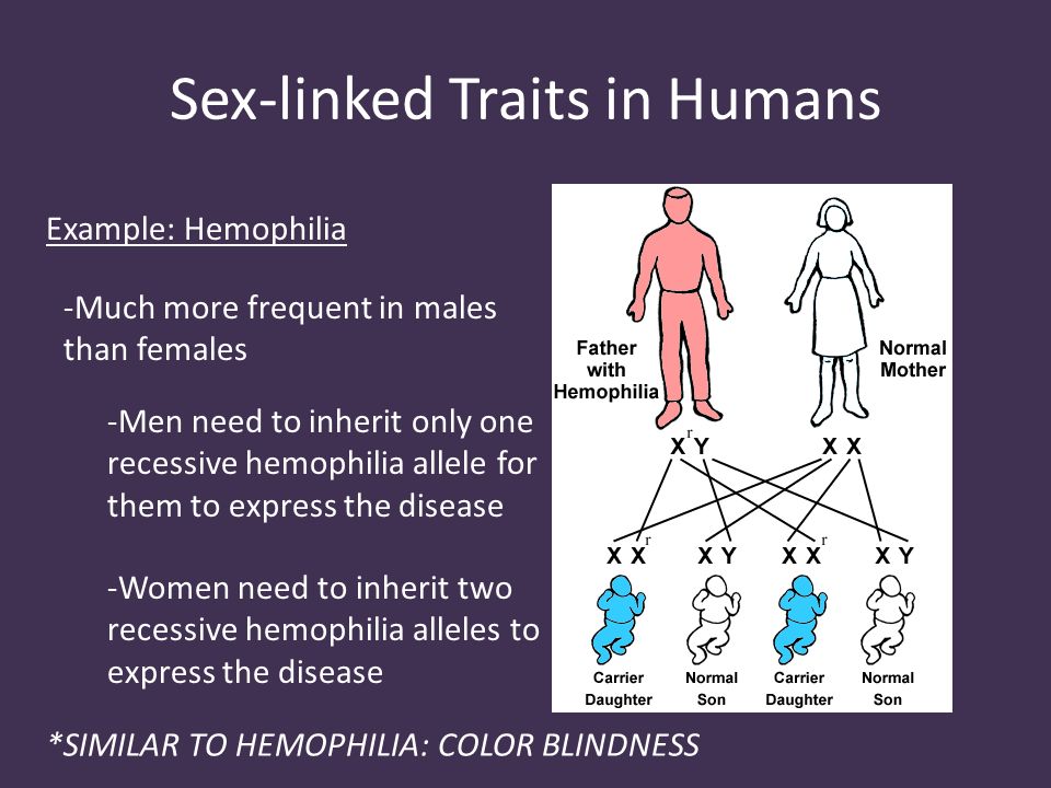 Sex-linked Traits in Humans Example: Hemophilia -Much more frequent in male...