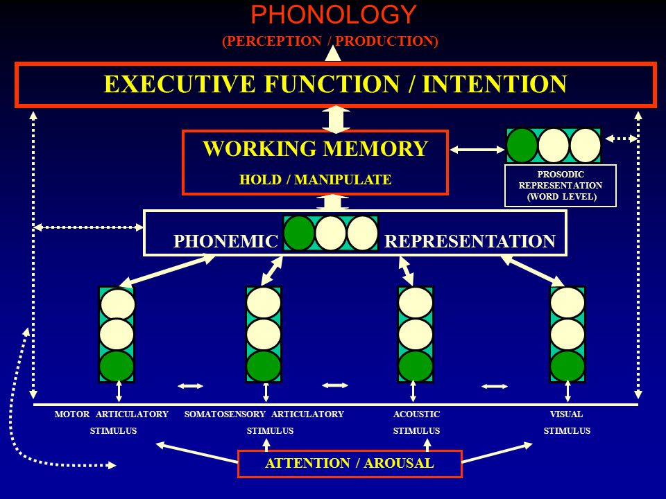 PHONOLOGY EXECUTIVE FUNCTION / INTENTION WORKING MEMORY HOLD / MANIPULATE (PERCEPTION / PRODUCTION) ATTENTION / AROUSAL ACOUSTIC STIMULUS VISUAL STIMULUS MOTOR ARTICULATORY STIMULUS SOMATOSENSORY ARTICULATORY STIMULUS PHONEMICREPRESENTATION PROSODIC REPRESENTATION (WORD LEVEL)