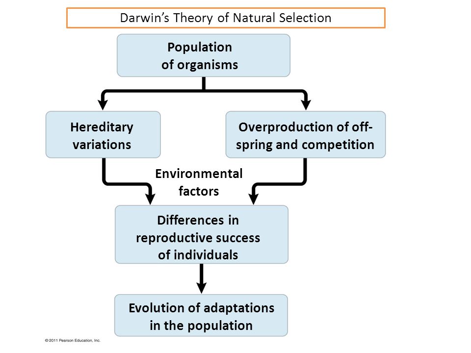 Darwin S Theory Of Evolution Chart Pearson