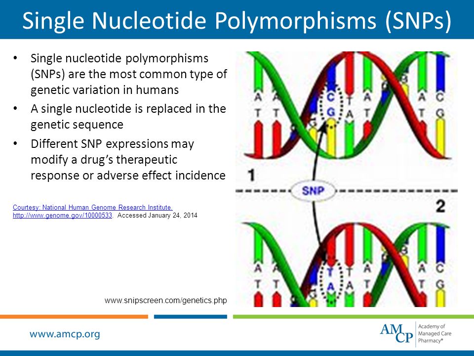 Сайт днк челябинск. Single nucleotide polymorphism. Single nucleotide polymorphisms (SNPS). SNPS генетика. SNP полиморфизм.