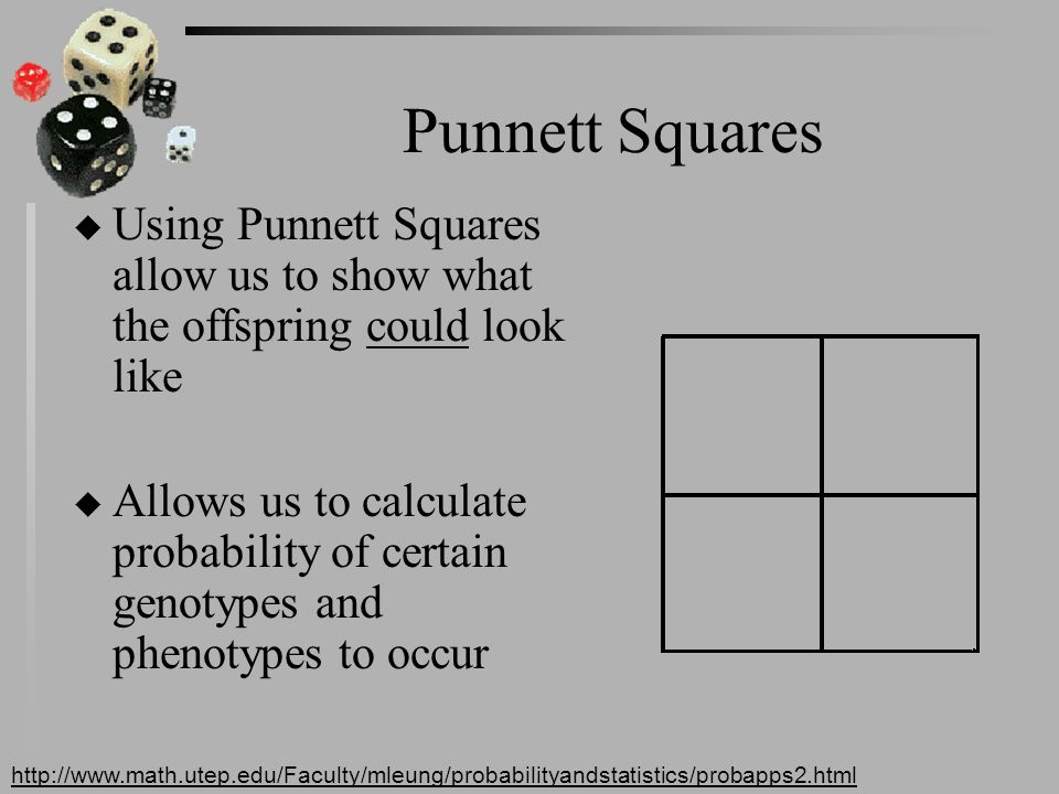 Punnett Squares u Using Punnett Squares allow us to show what the offspring could look like u Allows us to calculate probability of certain genotypes and phenotypes to occur