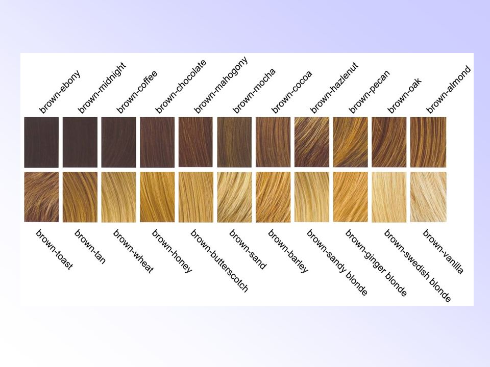 Hair Color Inheritance Chart