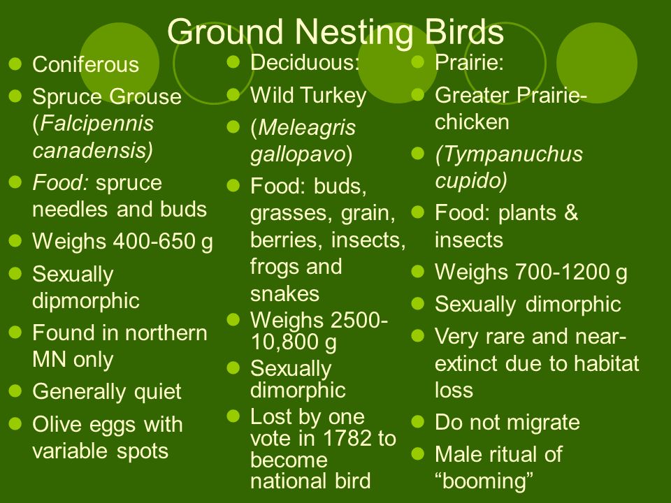 Ground Nesting Birds Female Prairie Chicken Male Prairie ChickenMale Wild TurkeyMale Spruce Grouse Female Wild TurkeyFemale Spruce Grouse