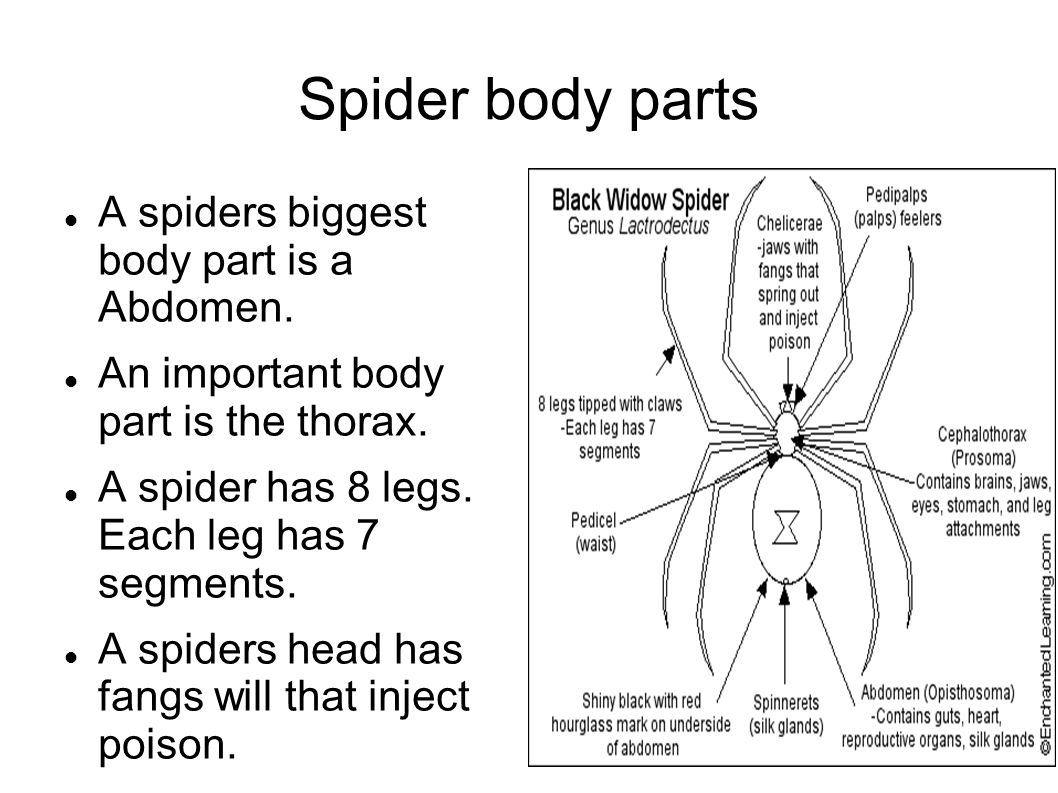 A spider has got eight. Spider body. Spider диагностика. Sports Spider diagram. Спайдер выполняет функции.