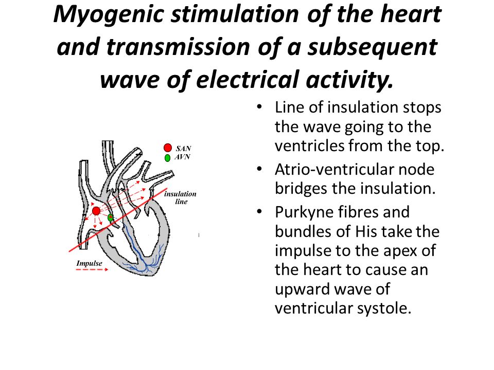 myogenic stimulation