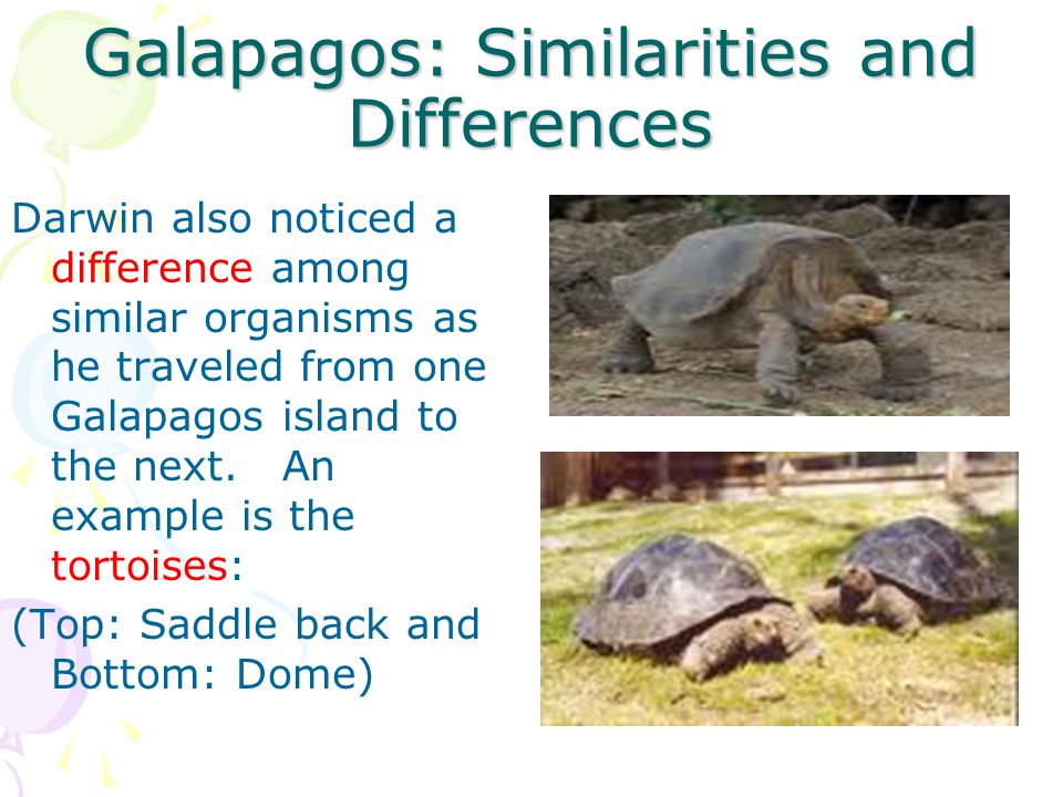Galapagos: Similarities and Differences Darwin also noticed a difference among similar organisms as he traveled from one Galapagos island to the next.