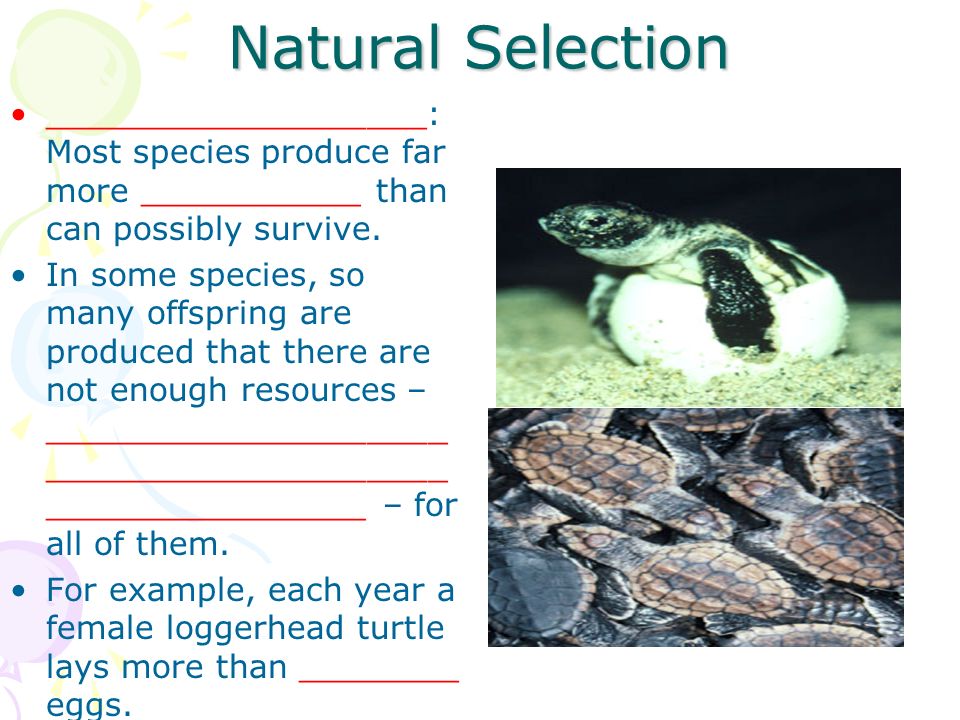 Natural Selection ___________________: Most species produce far more ___________ than can possibly survive.