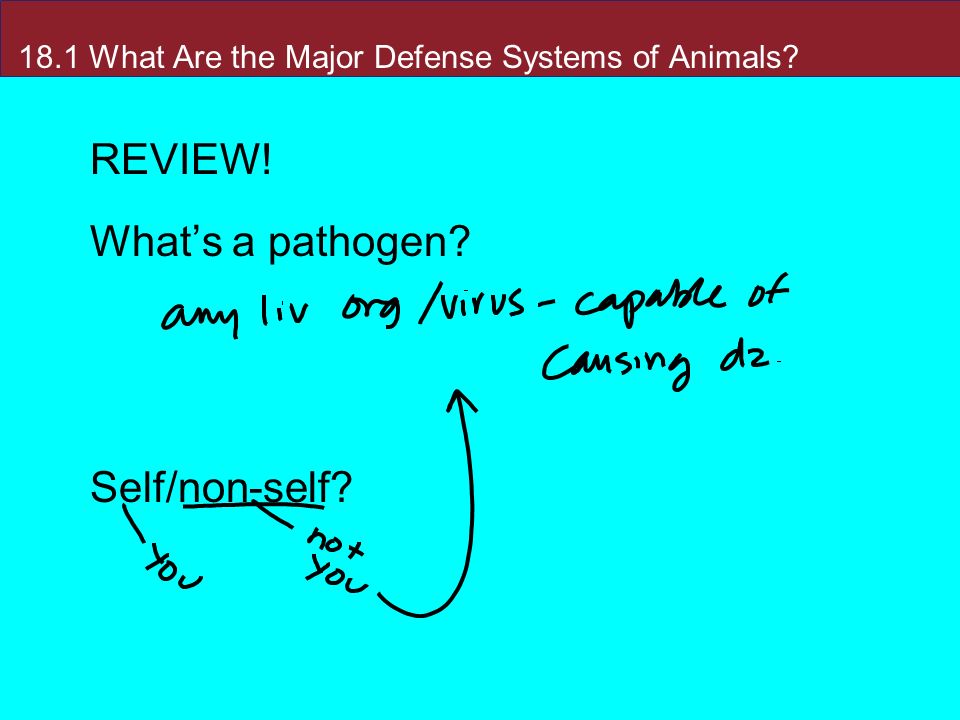 18.1 What Are the Major Defense Systems of Animals REVIEW! What’s a pathogen Self/non-self
