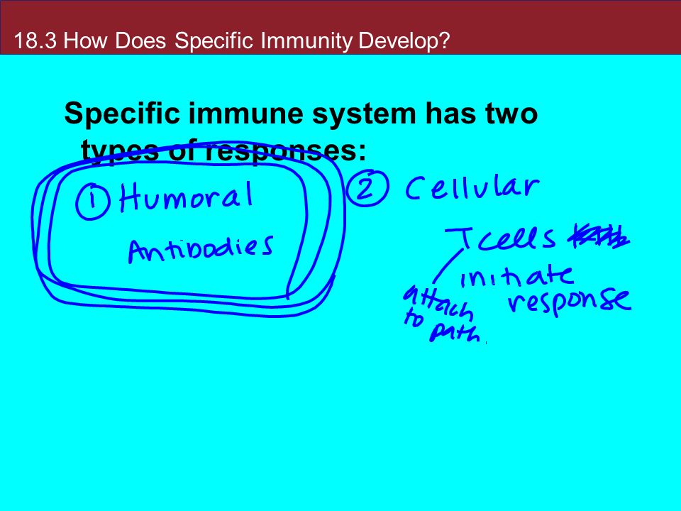 18.3 How Does Specific Immunity Develop Specific immune system has two types of responses: