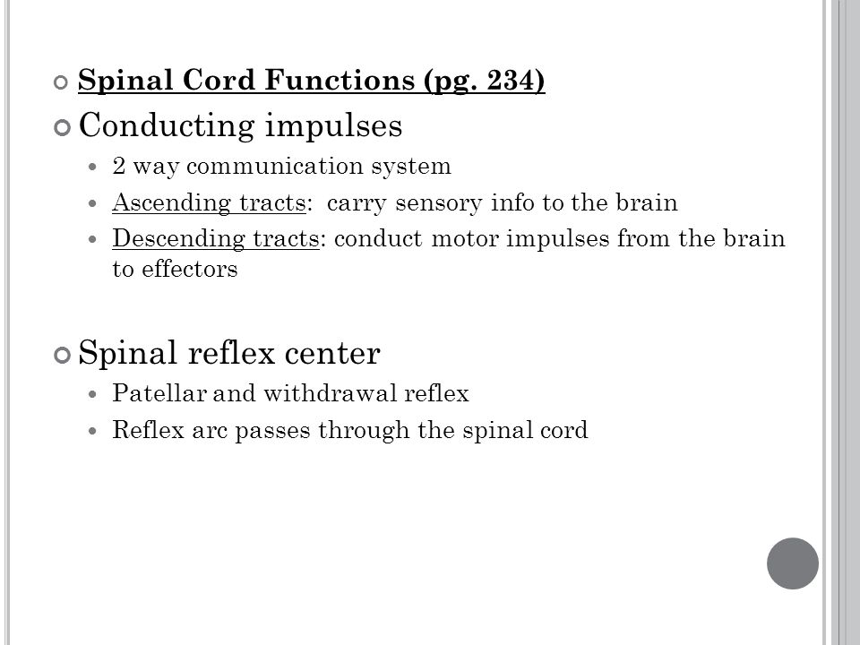 Spinal Cord Functions (pg.