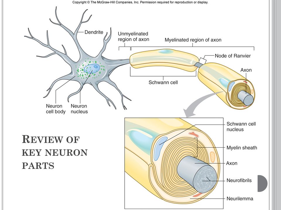 R EVIEW OF KEY NEURON PARTS