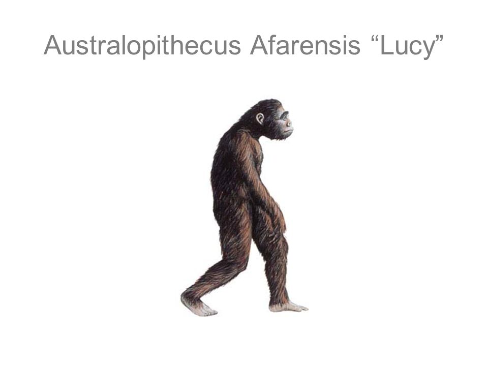Австралопитеки прямохождение. Australopithecus Afarensis (австралопитек афарский). Австралопитек прямохождение. Приматы прямохождение. Прямохождение обезьян.