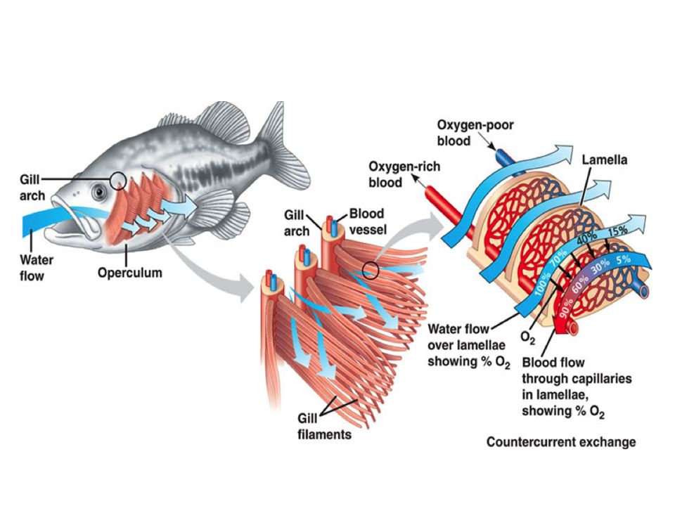 Рыба дышащая легкими. Органы дыхание рыб петушков. Опорно датгпьнллная система рыбы. Устройство дыхательной системы рыб солёной воды. Принцип работы дыхательной системы рыб видео.