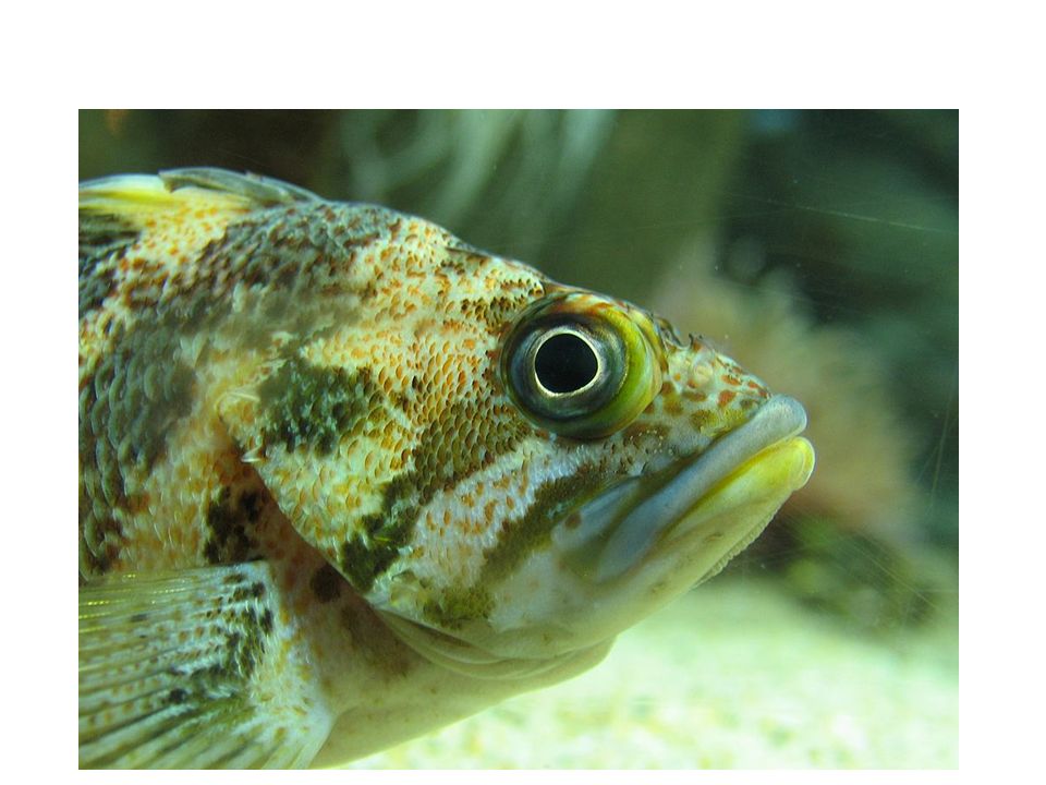Ем глаза рыбы. Глаза окуня. Глаз рыбы. Глаза морского окуня. Рыбий глаз рыба.