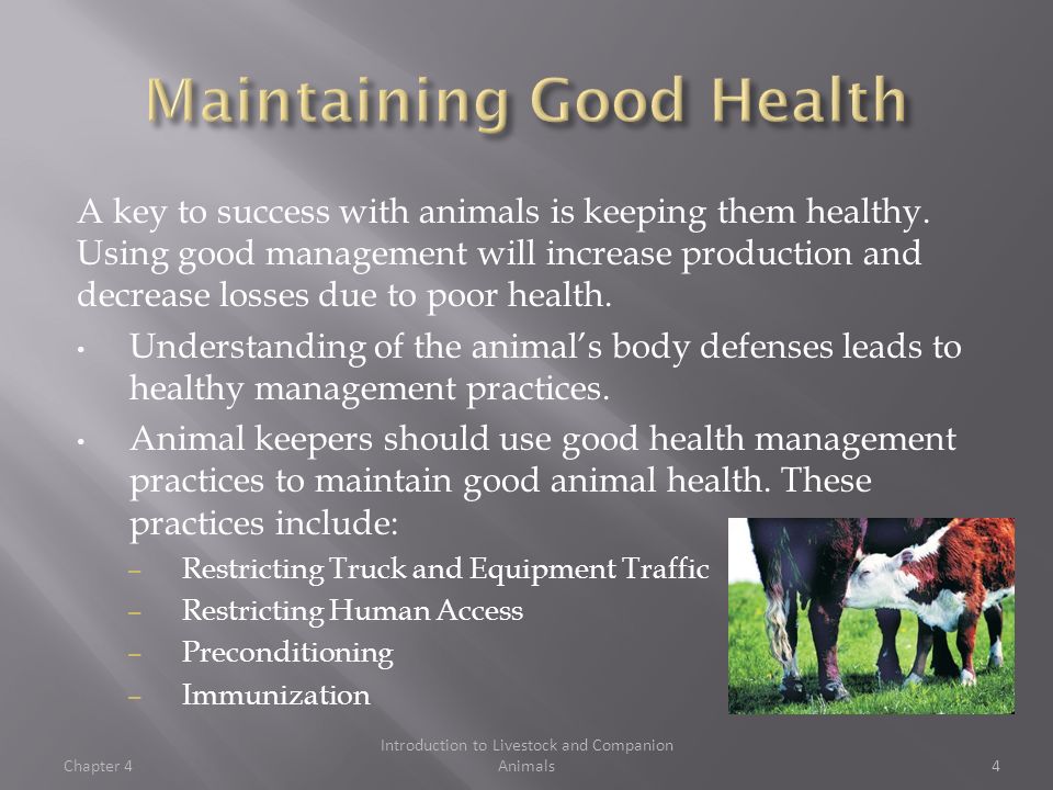 Chapter 4. Undue stress can be caused by an animal's environment, causing  the animal to become more susceptible to diseases and parasites. Important  factors. - ppt download
