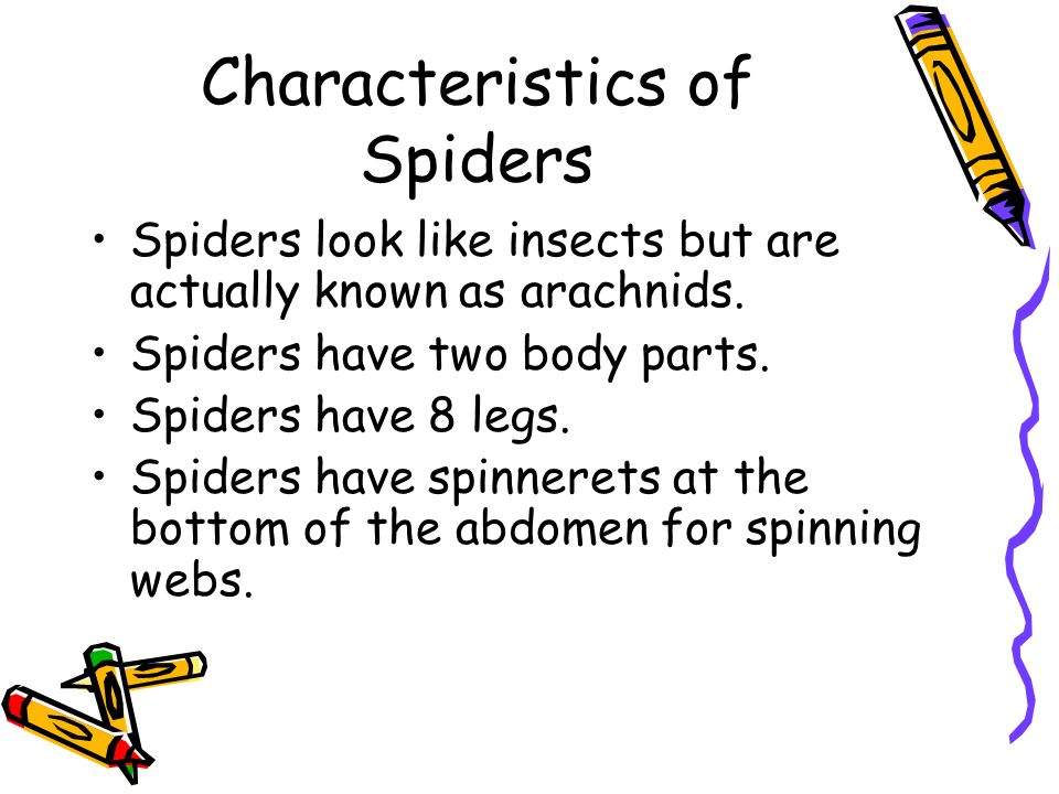 What are 5 characteristics of spiders?