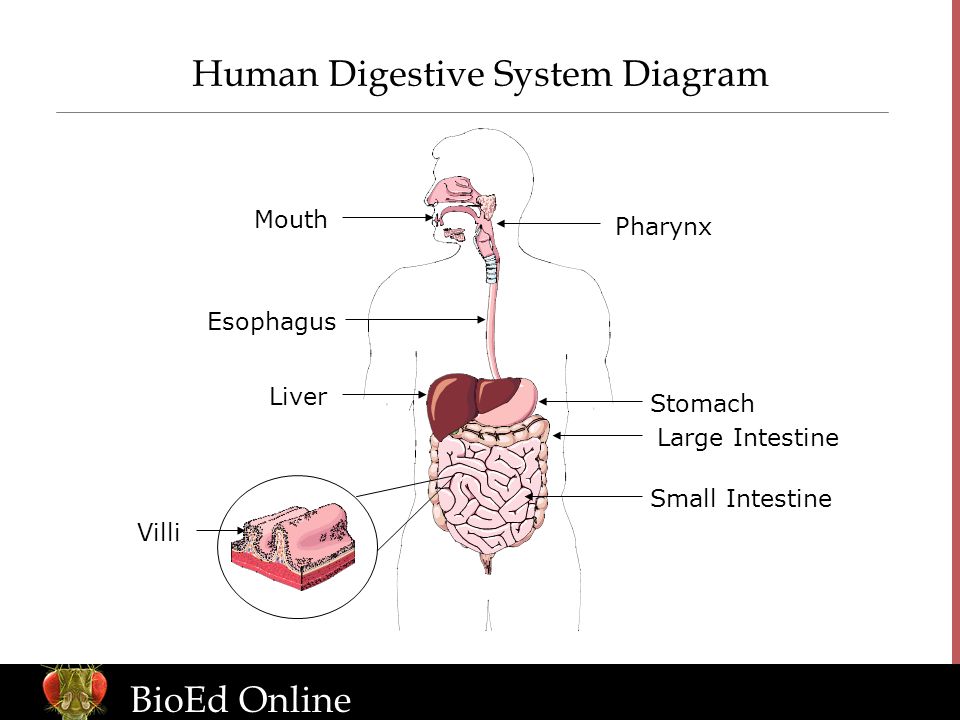BioEd Online Human Digestive System Diagram Villi Mouth Liver Pharynx Stomach Large Intestine Small Intestine Esophagus