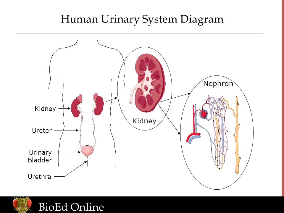 BioEd Online Human Urinary System Diagram Nephron Kidney Ureter Urinary Bladder Urethra Kidney