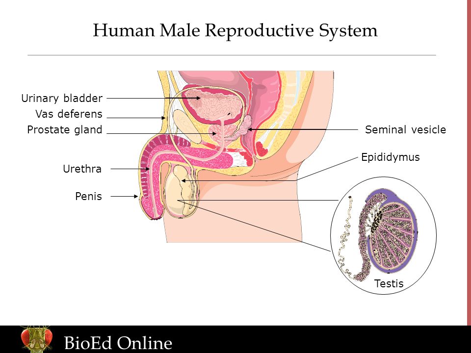 BioEd Online Human Male Reproductive System Urinary bladder Vas deferens Prostate gland Urethra Penis Seminal vesicle Epididymus Testis