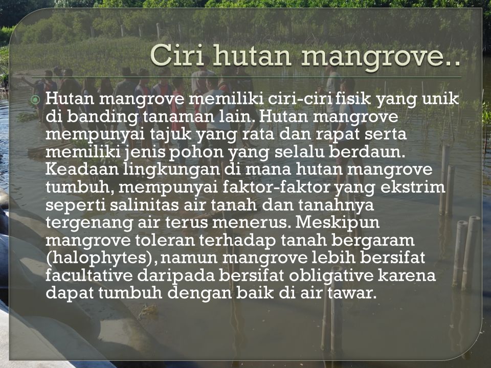 HHutan mangrove memiliki ciri-ciri fisik yang unik di banding tanaman lain.