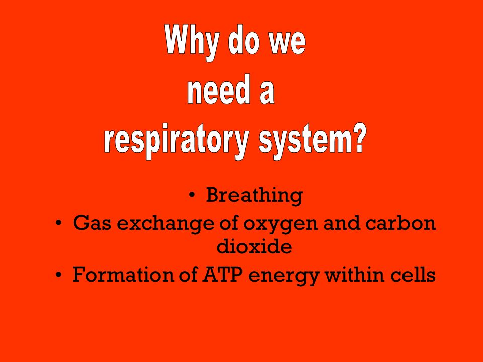 Breathing Gas exchange of oxygen and carbon dioxide Formation of ATP energy within cells