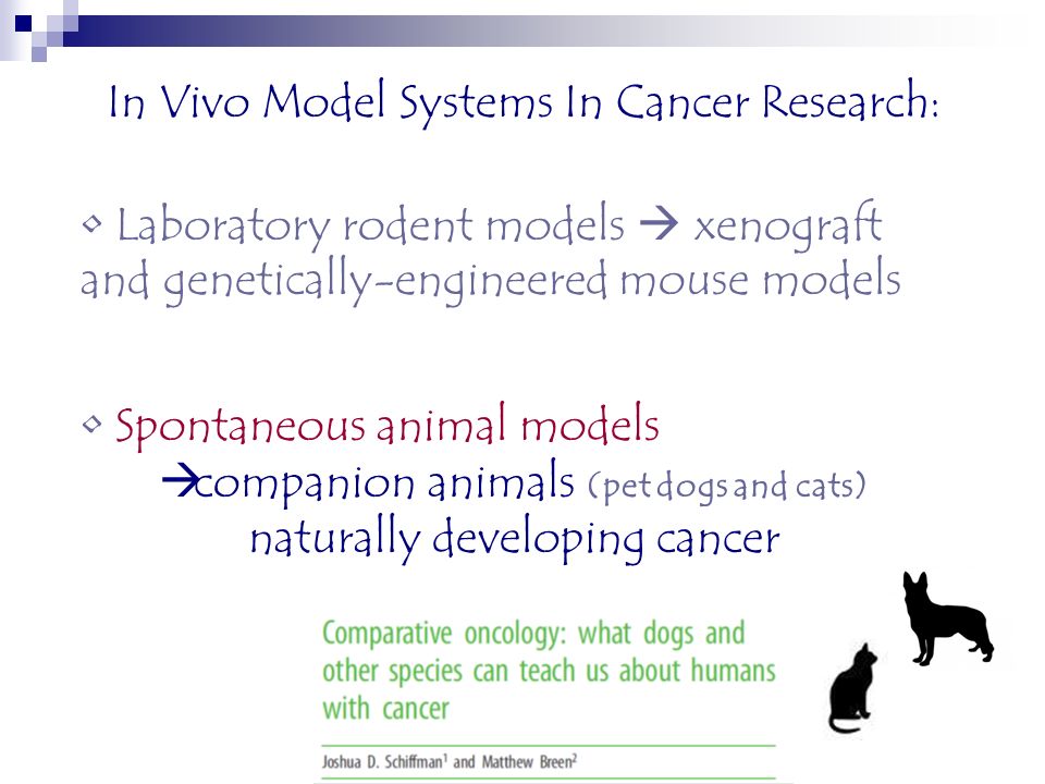 Animal models of breast and prostate cancer “Advances in targeting cancer  pathways” by Cinbo delegates MEDITERRANEAN SCHOOL OF ONCOLOGY 08 April  2016, - ppt download