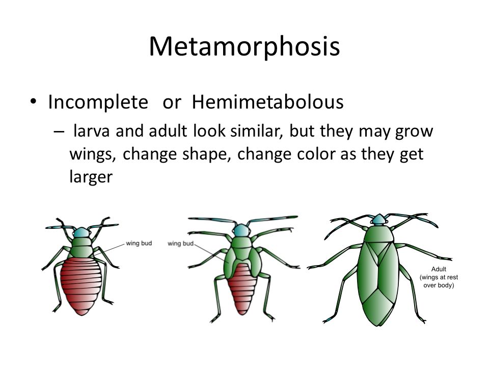 Wing of change. Метаморфоз. Метаморфоза. Текст Metamorphosis 3 перевод. Metamorphosis текст без перевода.