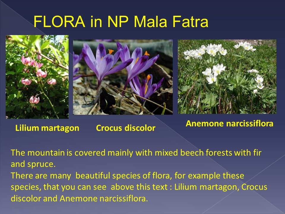Lilium martagon Anemone narcissiflora Crocus discolor FLORA in NP Mala Fatra The mountain is covered mainly with mixed beech forests with fir and spruce.