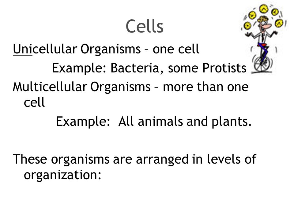 Domain III Life Science. Cells Unicellular Organisms – one cell Example ...