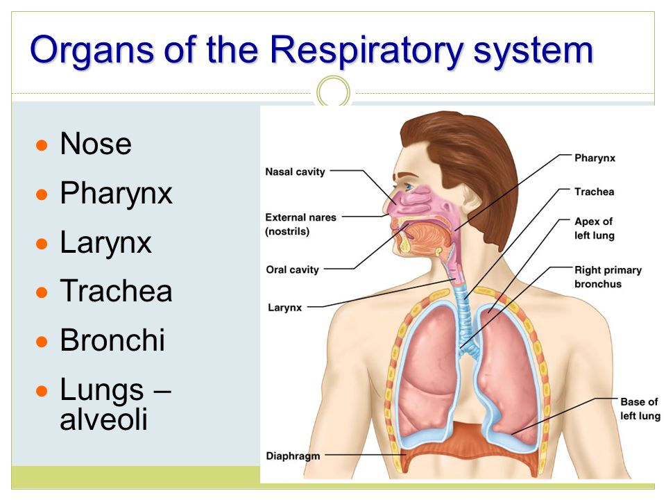 Дыхательная латынь. Дыхательная система трахея анатомия человека. Дыхательная система человека на латинском. Органы дыхательной системы на латинском. Дыхательная система латынь.