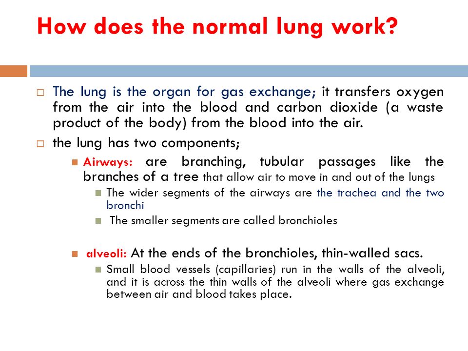 How does the normal lung work.