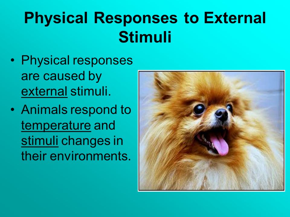 Animals Physical Responses to External Stimuli. - ppt download