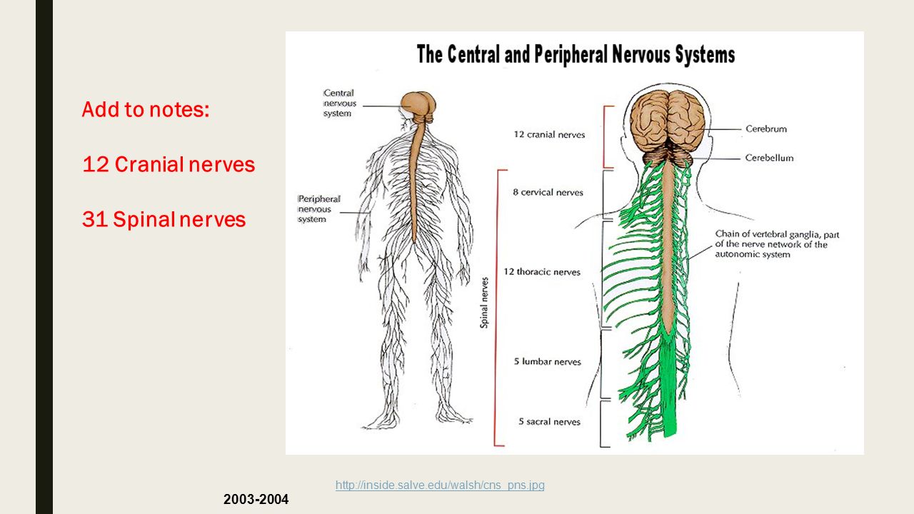 Нервная система латынь. Нервная система схема. Нервная система человека анатомия. Центральная нервная система. Нервы и нервные окончания.