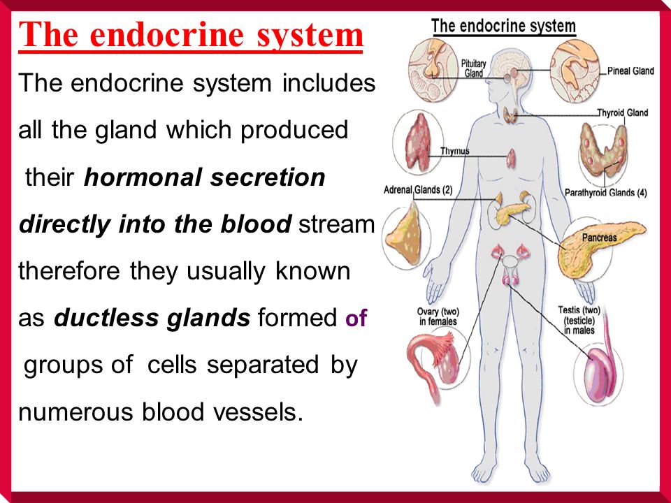 Anatomical and Histological Aspects of Endocrine system. - ppt download